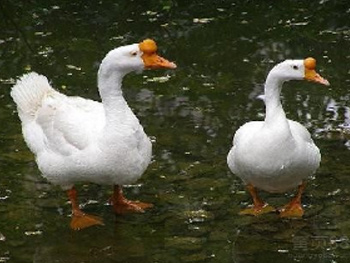 Open-eyed white goose